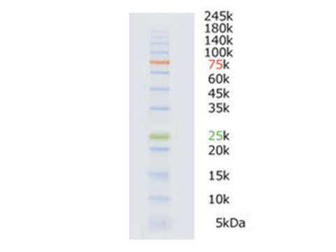 ATTO WSE-7020 EzProtein Ladder