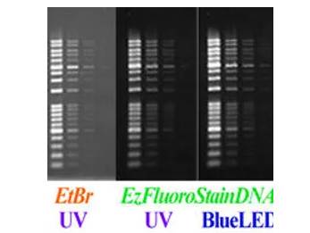 ATTO WSE-7130 EzFluoroStainDNA
