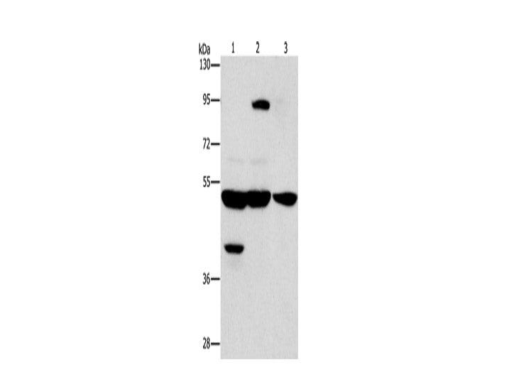 STK4 Polyclonal Antibody Store at -20°C