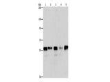ARIH2 Polyclonal Antibody Store at -20°C