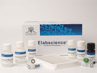 ACH(Acetylcholine) ELISA Kit 