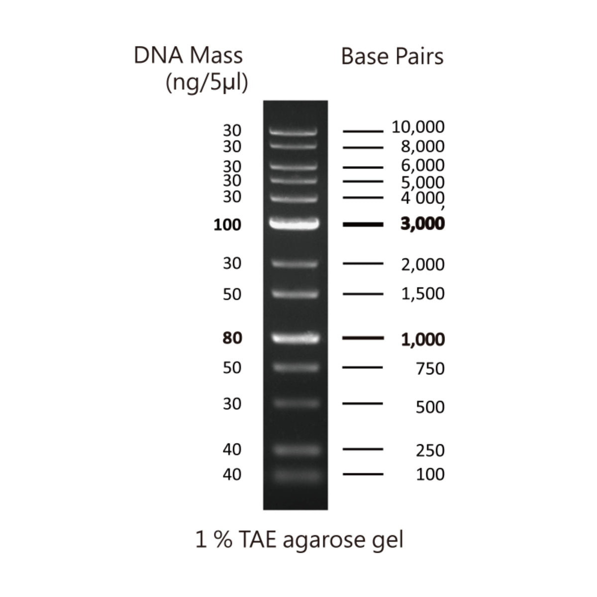 Cleaver Scientific multiSUB Choice Complete Agarose Gel Kits