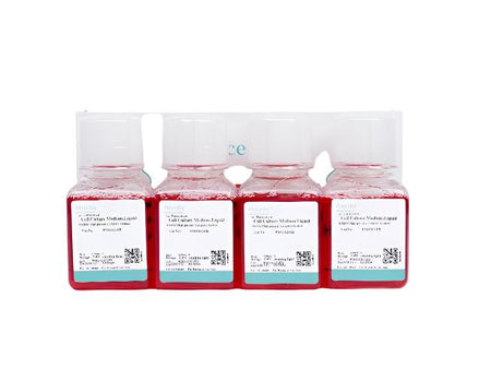 Rabbit Aortic Smooth Muscle Cells Complete Medium
