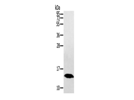 HINT1 Polyclonal Antibody Store at -20°C