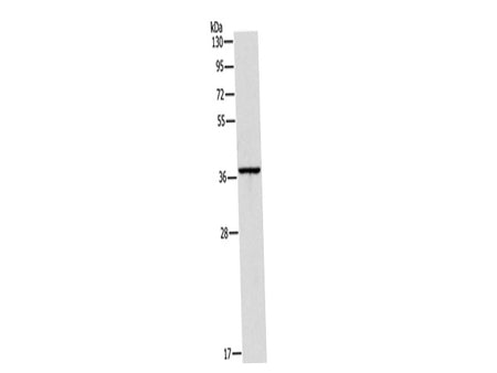 APOL2 Polyclonal Antibody Store at -20°C