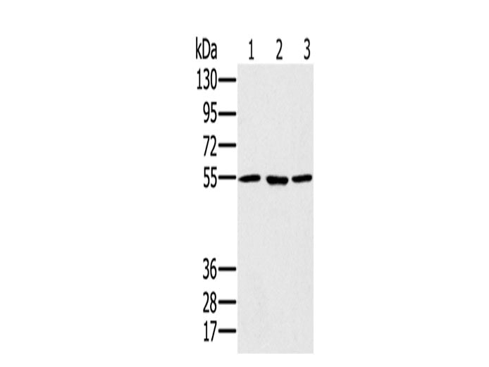 PSMC1 Polyclonal Antibody Store at -20°C