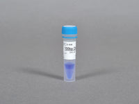 Bioneer 100 bp Plus DNA Ladder (500 μl x 5)