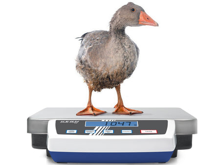 Kern Platform Scale DE 150K2D, Balances and Scales, Kern, MSE Supplies