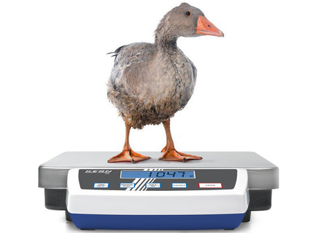 Kern Platform Scale DE 35K0.5D, Balances and Scales, Kern, MSE Supplies