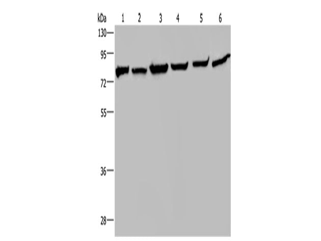HSPA9 Polyclonal Antibody Store at -20°C