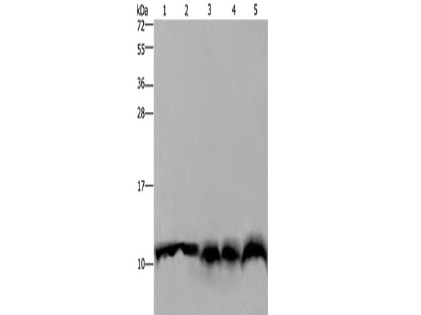 S100A4 Polyclonal Antibody Store at -20°C