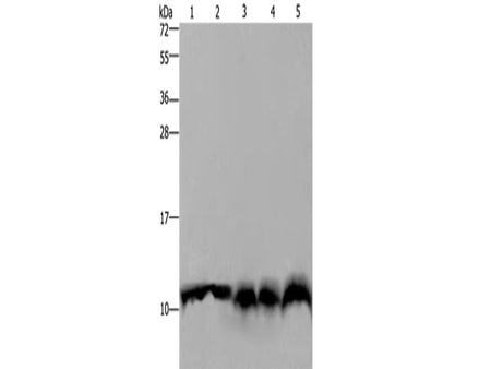 S100A4 Polyclonal Antibody Store at -20°C