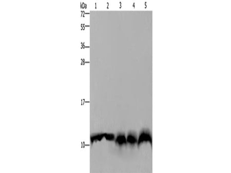 RAGE Polyclonal Antibody Store at -20°C