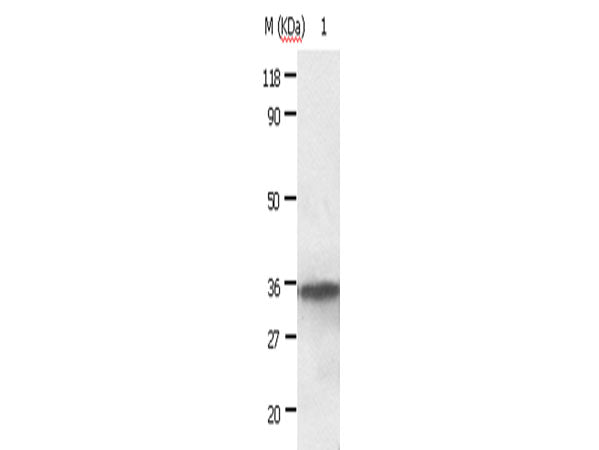 ANXA2 Polyclonal Antibody Store at -20°C
