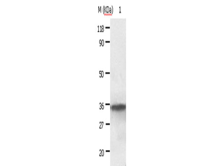 ANXA2 Polyclonal Antibody Store at -20°C