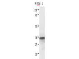 ANXA2 Polyclonal Antibody Store at -20°C