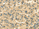 ANXA2 Polyclonal Antibody Store at -20°C