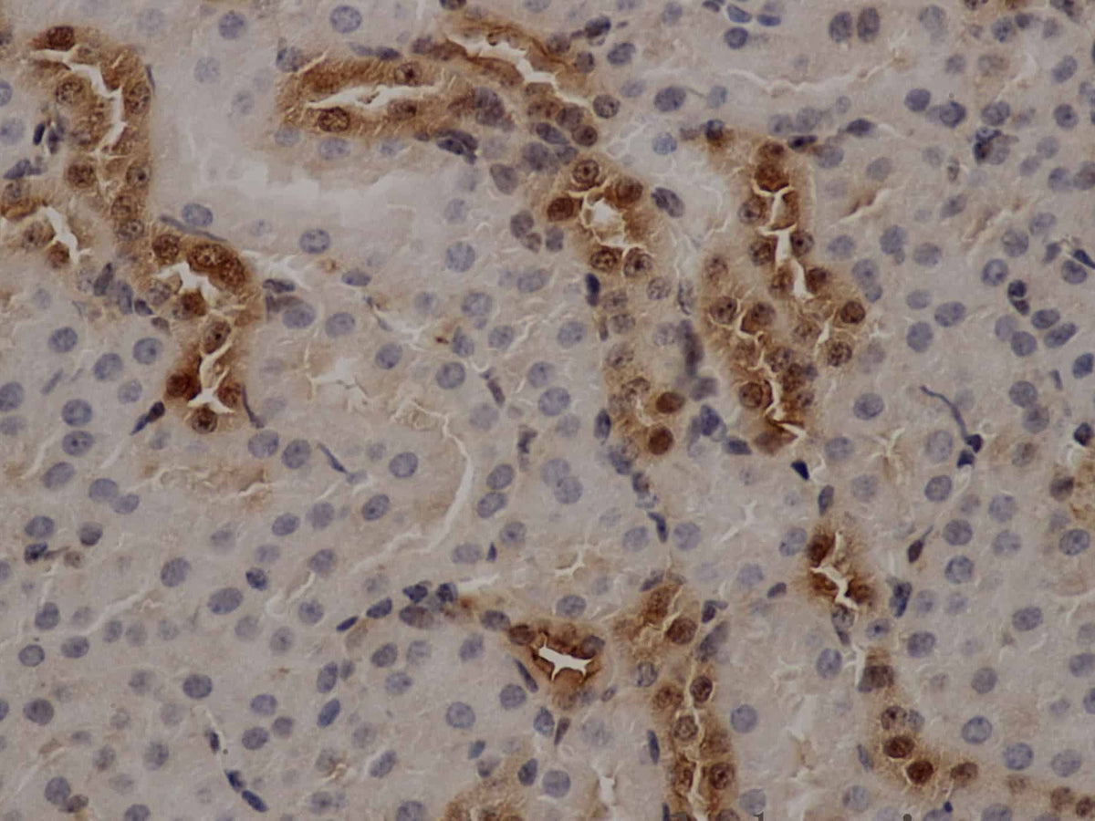 ANXA5 Polyclonal Antibody Store at -20°C