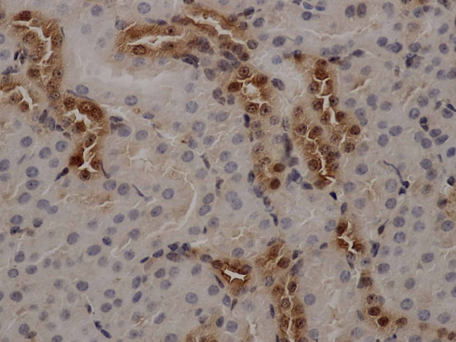 ANXA5 Polyclonal Antibody Store at -20°C