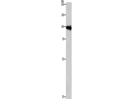 APLP1 Polyclonal Antibody Store at -20°C