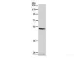 CASP2 Polyclonal Antibody Store at -20°C