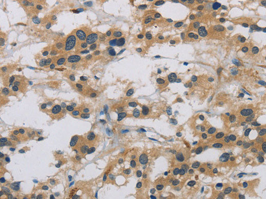 CASP9 Polyclonal Antibody Store at -20°C