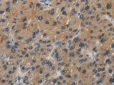 CASP9 Polyclonal Antibody Store at -20°C