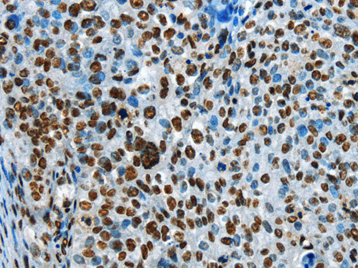CREB1 Polyclonal Antibody Store at -20°C