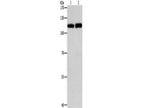 TLR3 Polyclonal Antibody Store at -20°C