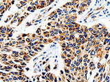 COX16 Polyclonal Antibody Store at -20°C