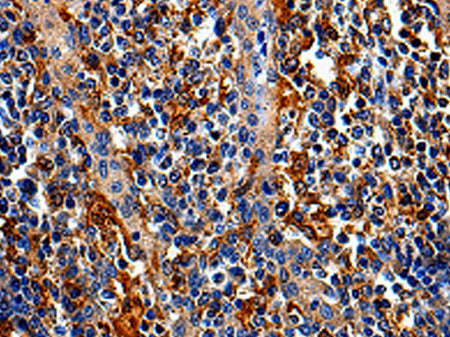 COX16 Polyclonal Antibody Store at -20°C