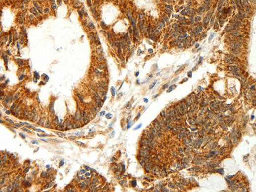 COX7B Polyclonal Antibody Store at -20°C