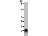COX7B Polyclonal Antibody Store at -20°C