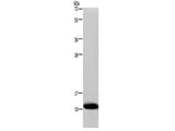 COX6B1 Polyclonal Antibody Store at -20°C