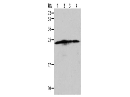 BAK1 Polyclonal Antibody Store at -20°C