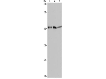 BAG5 Polyclonal Antibody Store at -20°C