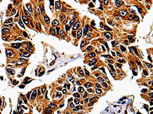 IL13RA1 Polyclonal Antibody Store at -20°C