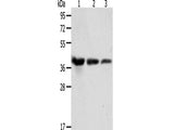 ANXA1 Polyclonal Antibody Store at -20°C