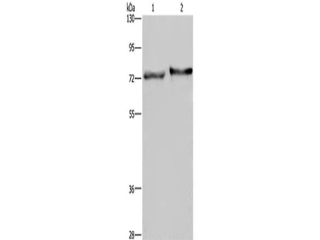 TRIM29 Polyclonal Antibody Store at -20°C