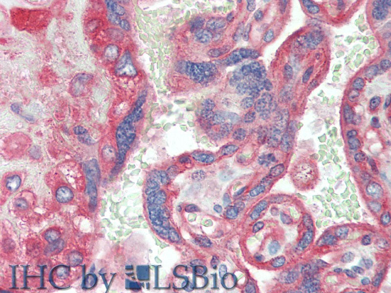 CD151 Polyclonal Antibody Store at -20°C