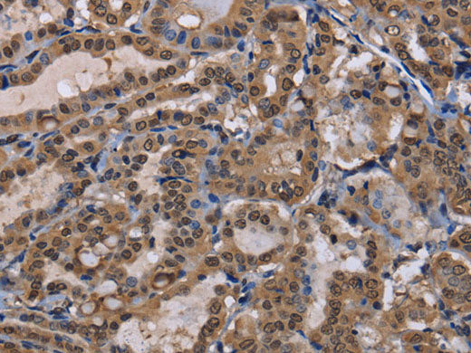 CUL3 Polyclonal Antibody Store at -20°C