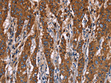 CD107b Polyclonal Antibody Store at -20°C