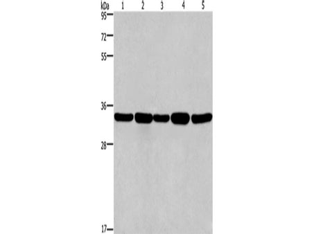E2F6 Polyclonal Antibody