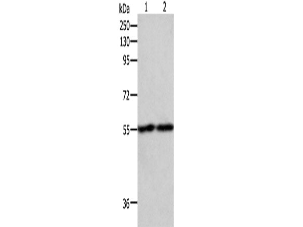 EGR1 Polyclonal Antibody Store at -20°C