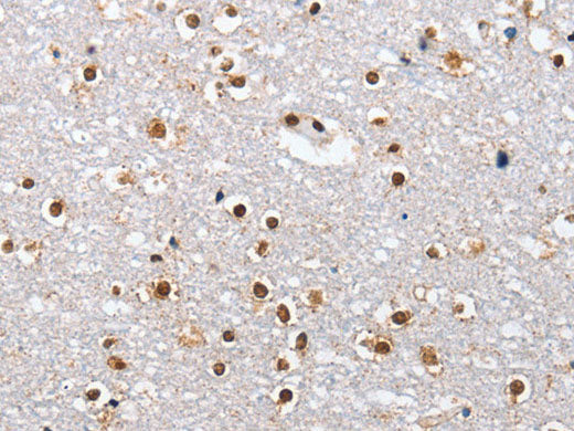 ELAVL1 Polyclonal Antibody Store at -20°C