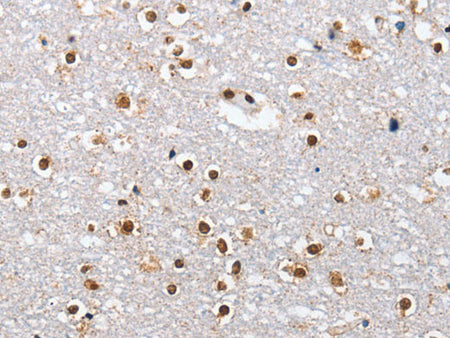 ELAVL1 Polyclonal Antibody Store at -20°C