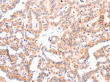 Ephrin A1 Polyclonal Antibody Store at -20°C