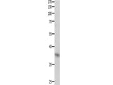 DUSP12 Polyclonal Antibody Store at -20°C