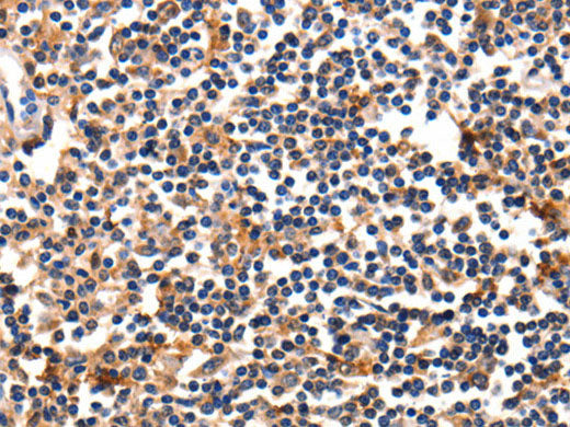 FADD Polyclonal Antibody Store at -20°C