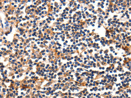 FADD Polyclonal Antibody Store at -20°C
